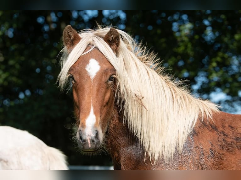 Islandpferd Hengst 3 Jahre 138 cm in Lutzhorn