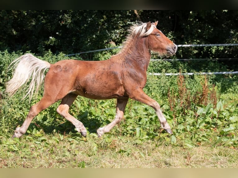 Islandpferd Hengst 3 Jahre 138 cm in Lutzhorn