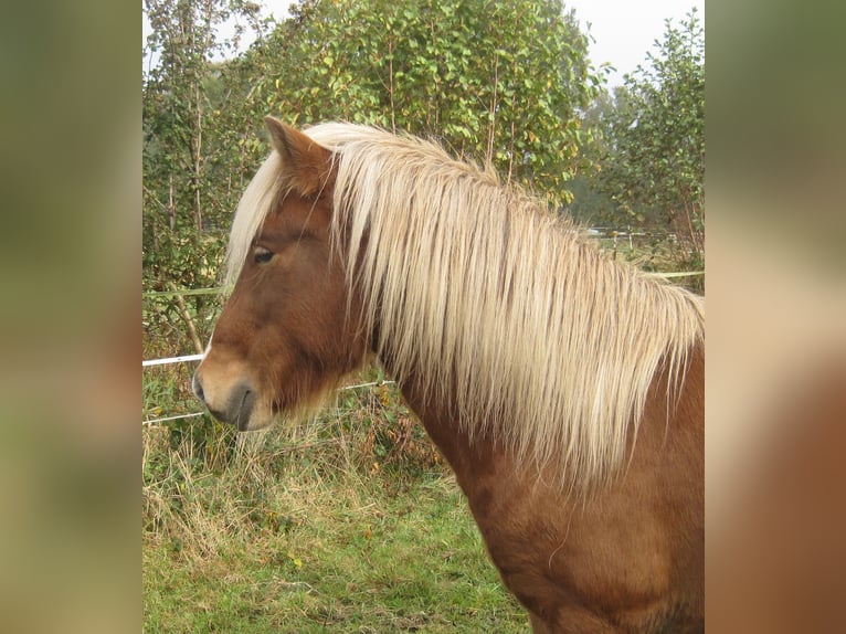 Islandpferd Hengst 3 Jahre 138 cm in Lutzhorn