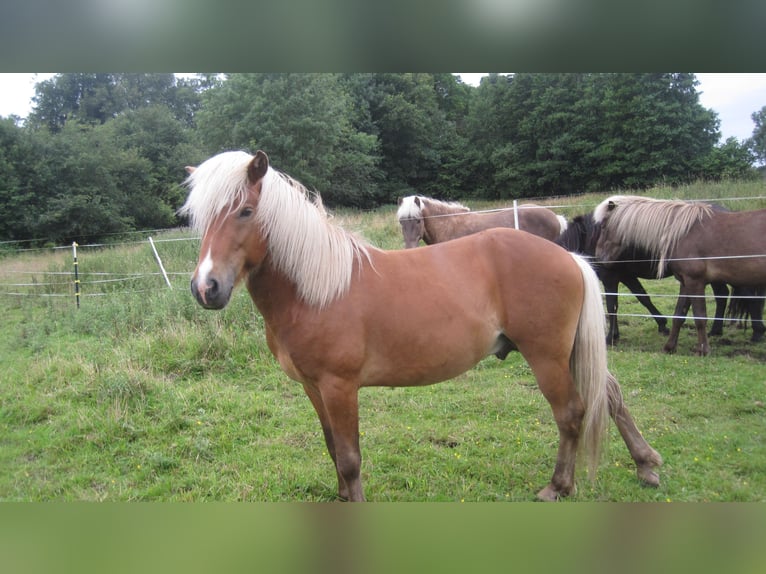 Islandpferd Hengst 3 Jahre 138 cm in Lutzhorn