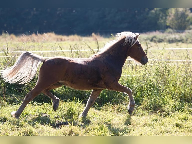 Islandpferd Hengst 3 Jahre 138 cm in Lutzhorn