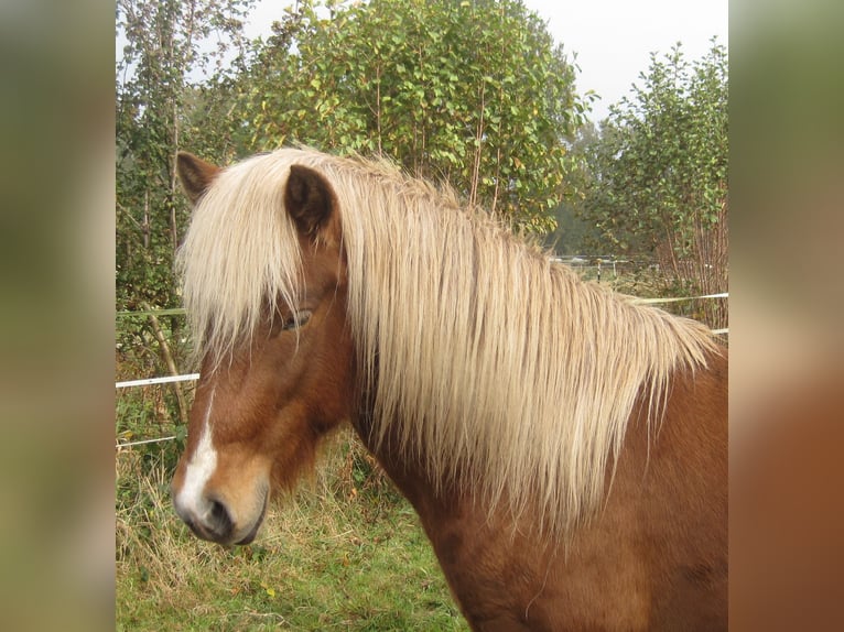 Islandpferd Hengst 3 Jahre 138 cm in Lutzhorn