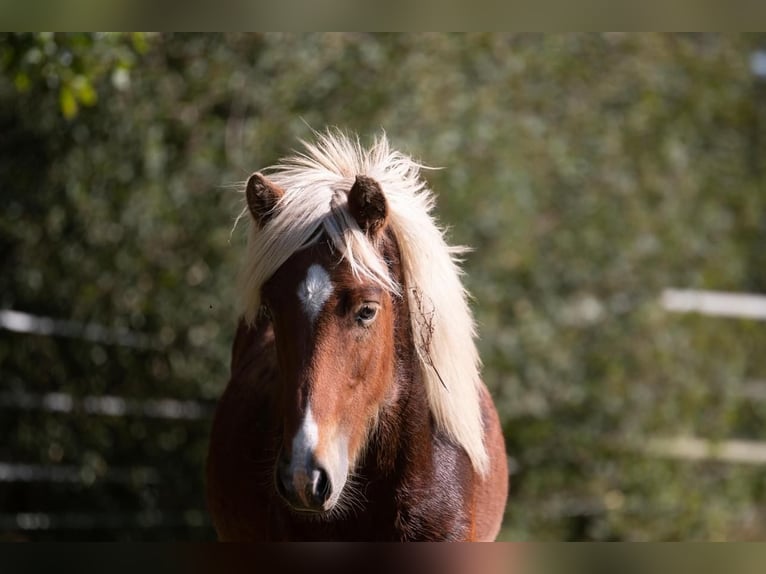 Islandpferd Hengst 3 Jahre 138 cm in Lutzhorn