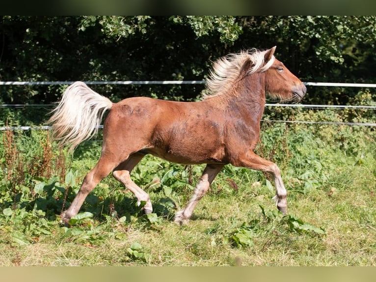 Islandpferd Hengst 3 Jahre 138 cm in Lutzhorn