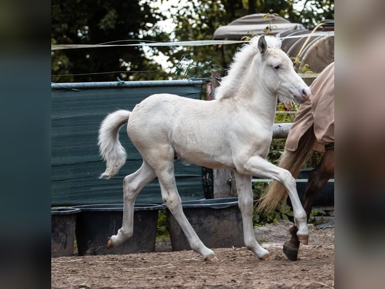 Islandpferd Hengst 3 Jahre 138 cm Schimmel in Lutzhorn