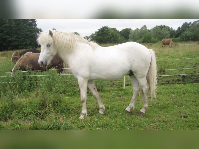 Islandpferd Hengst 3 Jahre 138 cm Schimmel in Lutzhorn