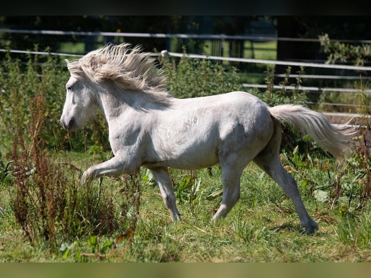 Islandpferd Hengst 3 Jahre 138 cm Schimmel in Lutzhorn