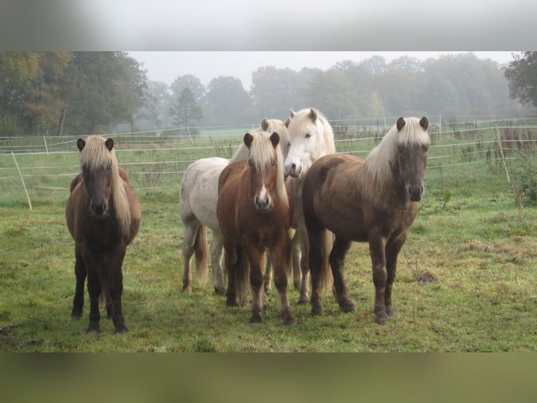 Islandpferd Hengst 3 Jahre 138 cm Schimmel in Lutzhorn