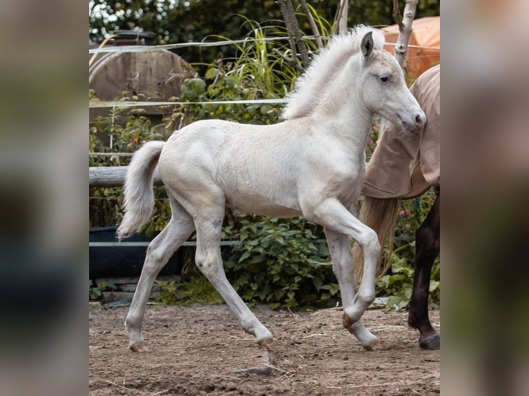 Islandpferd Hengst 3 Jahre 138 cm Schimmel in Lutzhorn