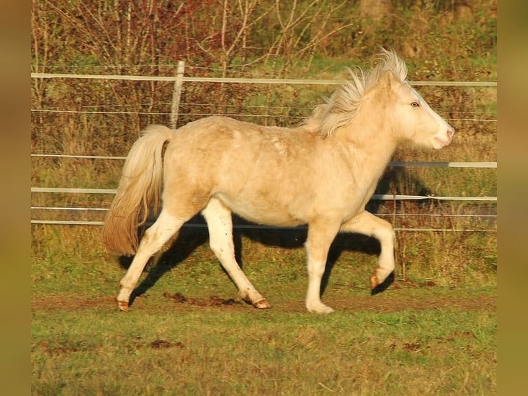 Islandpferd Hengst 3 Jahre 139 cm Palomino in Saarland