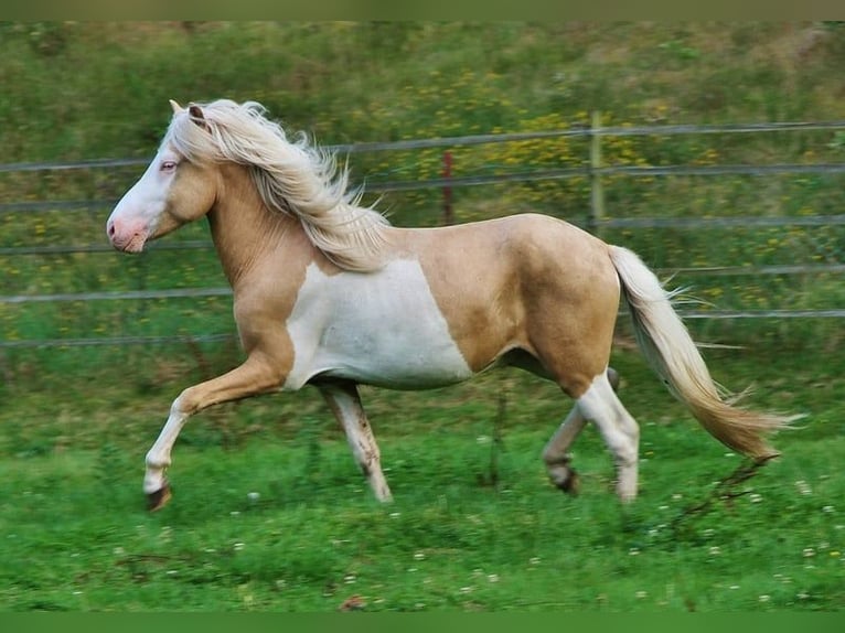 Islandpferd Hengst 3 Jahre 139 cm Palomino in Saarland