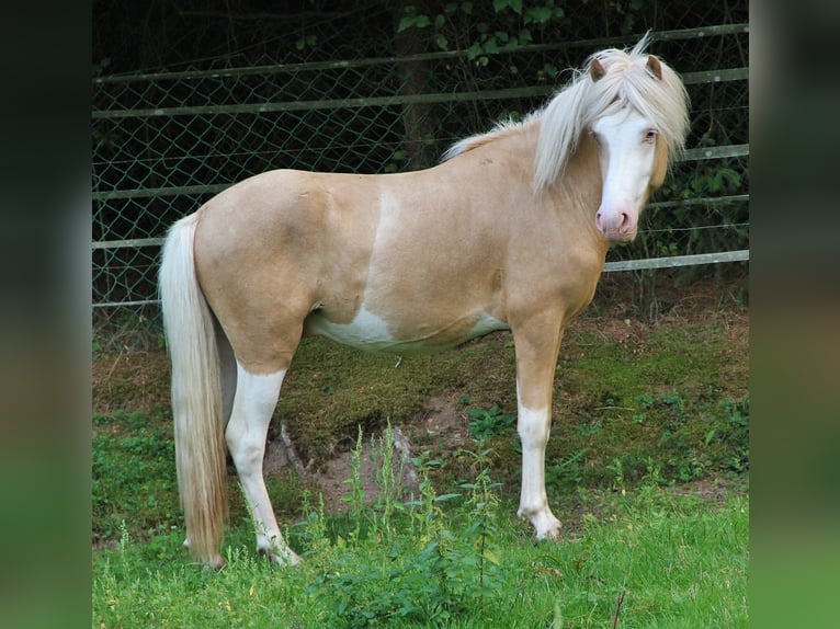 Islandpferd Hengst 3 Jahre 139 cm Palomino in Saarland