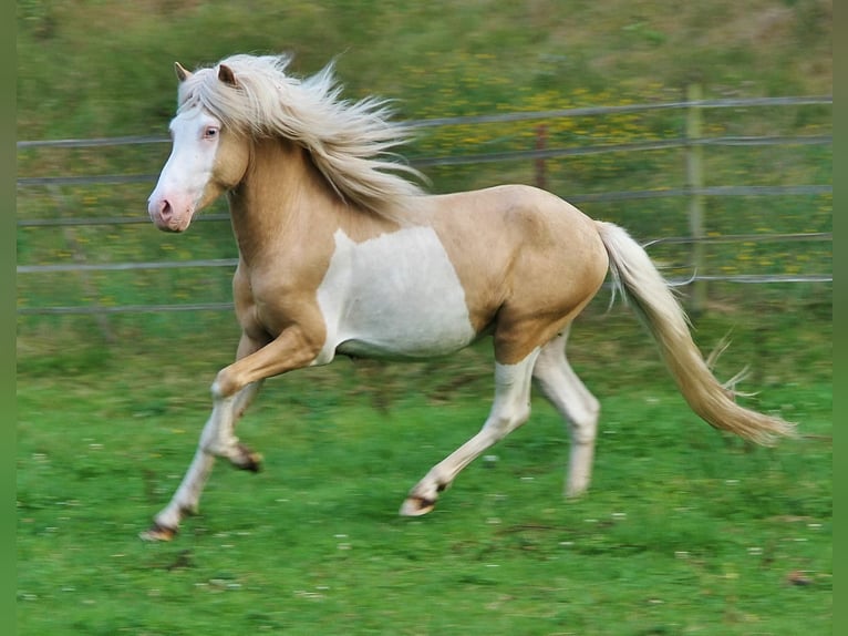 Islandpferd Hengst 3 Jahre 139 cm Palomino in Saarland