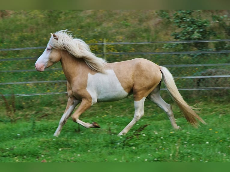 Islandpferd Hengst 3 Jahre 139 cm Palomino in Saarland