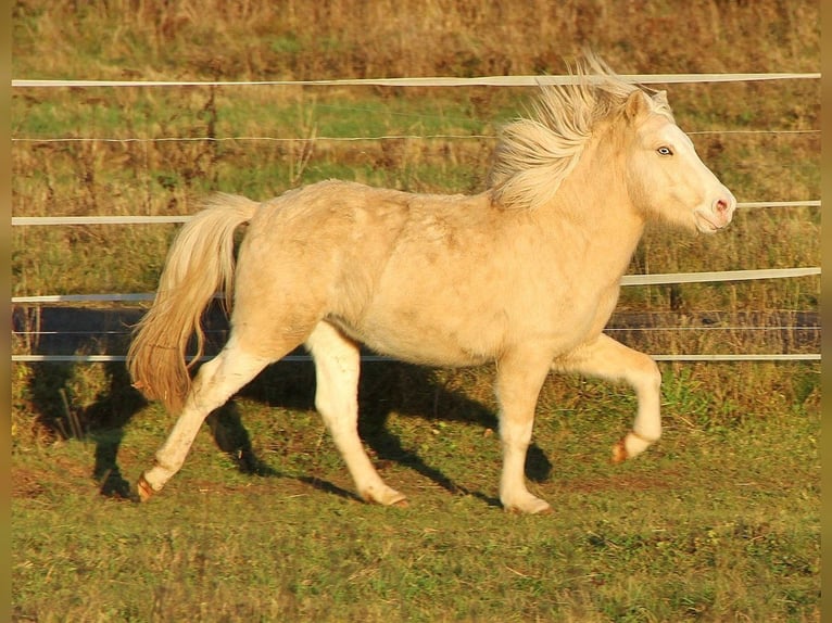 Islandpferd Hengst 3 Jahre 139 cm Palomino in Saarland