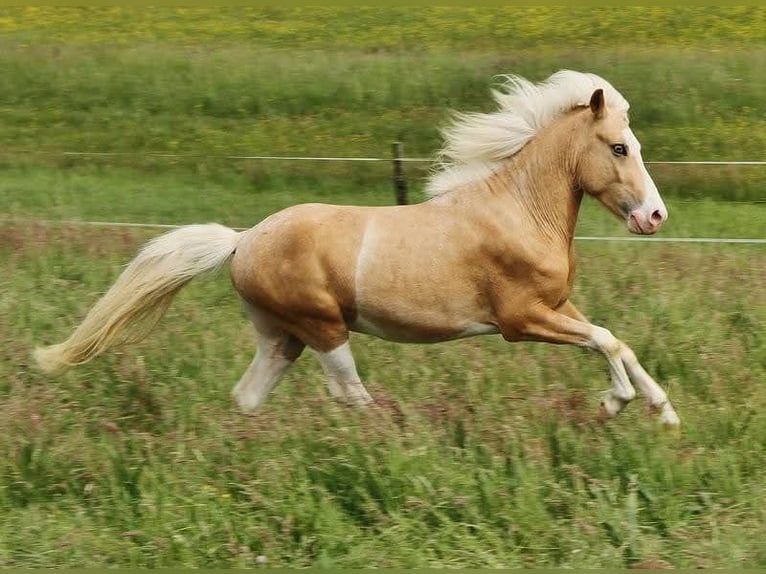 Islandpferd Hengst 3 Jahre 139 cm Palomino in Saarland