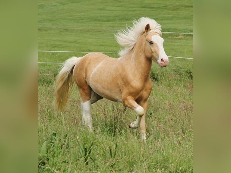 Islandpferd Hengst 3 Jahre 139 cm Palomino in Saarland