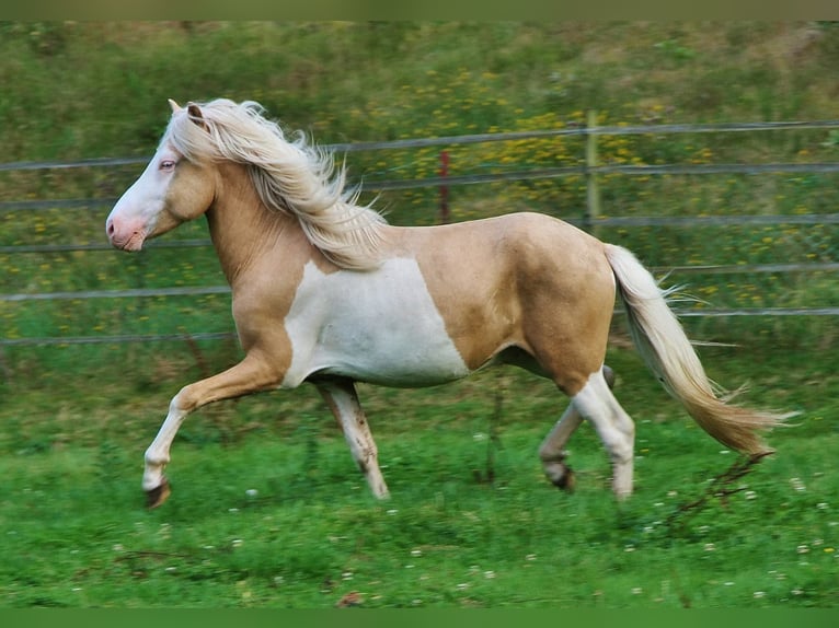 Islandpferd Hengst 3 Jahre 139 cm Palomino in Saarland