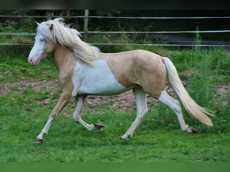 Islandpferd Hengst 3 Jahre 139 cm Palomino in Saarland