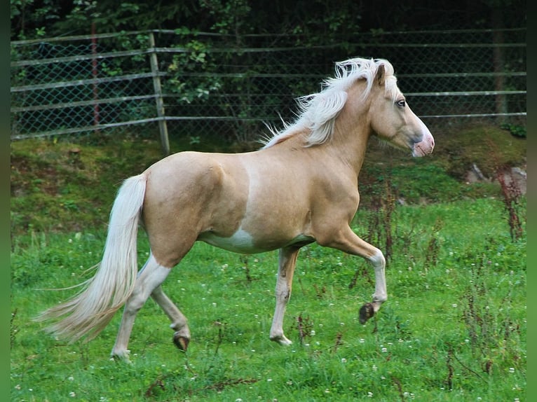 Islandpferd Hengst 3 Jahre 139 cm Palomino in Saarland