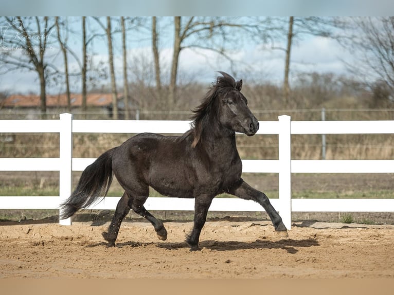 Islandpferd Hengst 3 Jahre 139 cm Rappe in Lehmrade