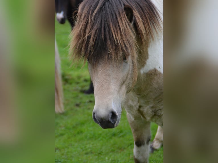 Islandpferd Hengst 3 Jahre 139 cm in Blunk
