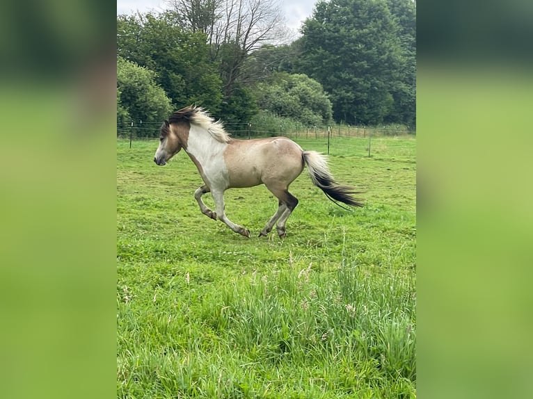Islandpferd Hengst 3 Jahre 139 cm in Blunk