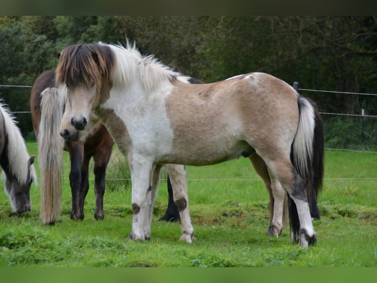 Islandpferd Hengst 3 Jahre 139 cm in Blunk