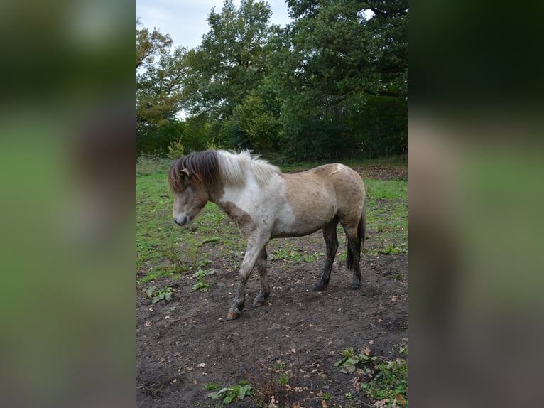 Islandpferd Hengst 3 Jahre 139 cm in Blunk