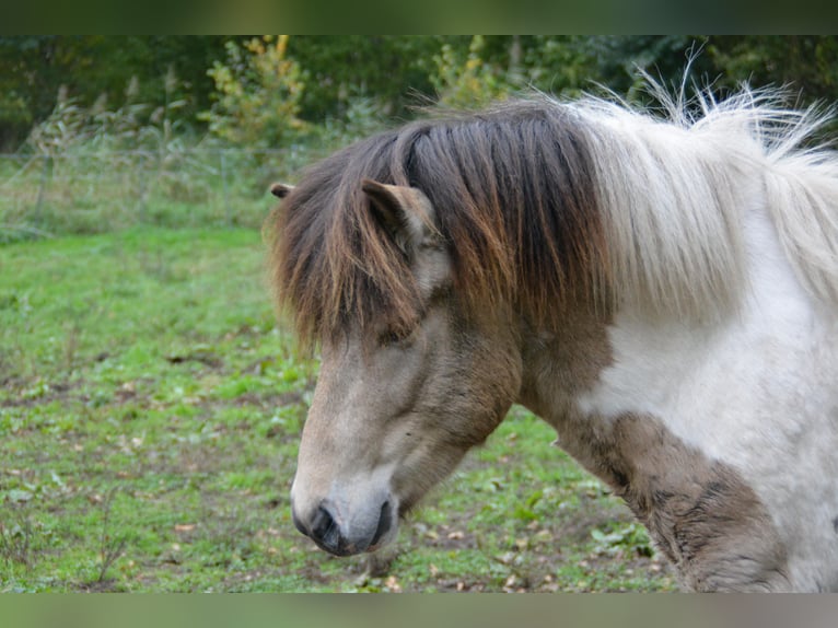 Islandpferd Hengst 3 Jahre 139 cm in Blunk