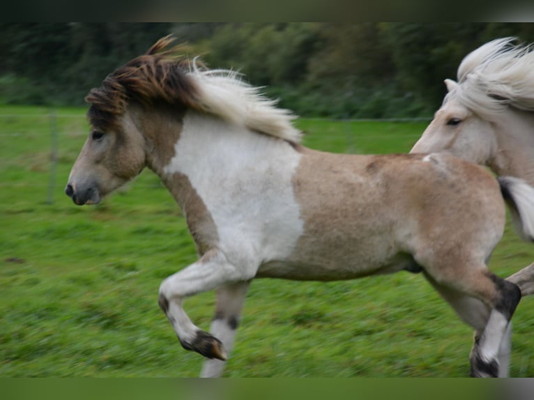 Islandpferd Hengst 3 Jahre 139 cm in Blunk