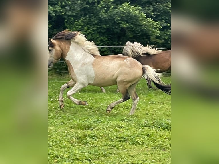 Islandpferd Hengst 3 Jahre 139 cm in Blunk