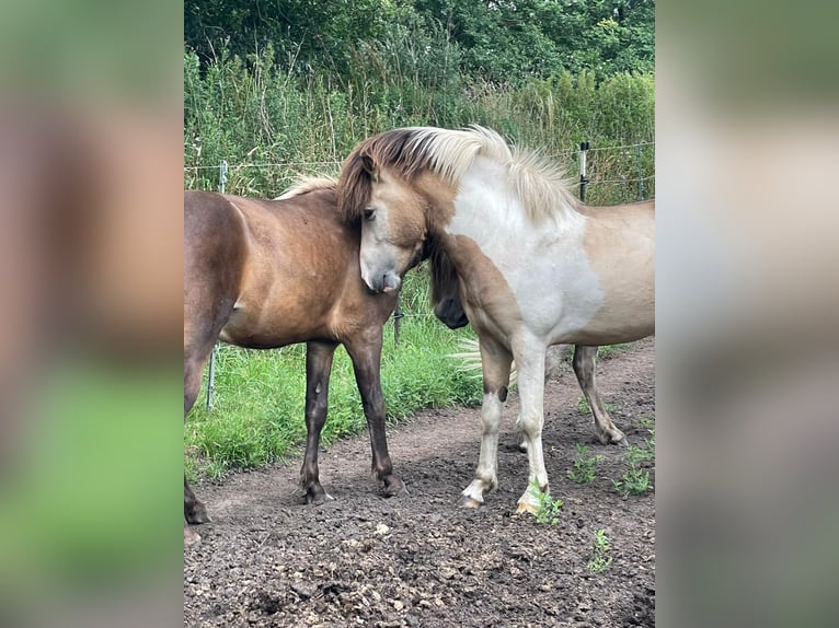 Islandpferd Hengst 3 Jahre 139 cm in Blunk