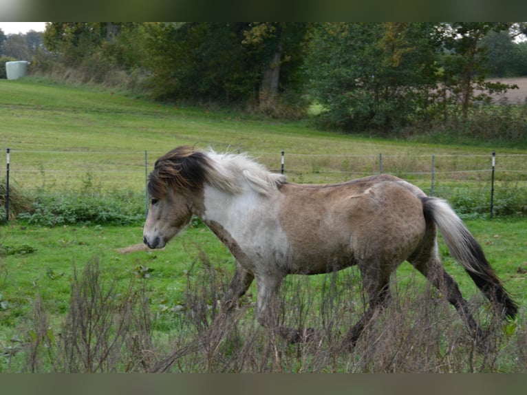 Islandpferd Hengst 3 Jahre 139 cm in Blunk