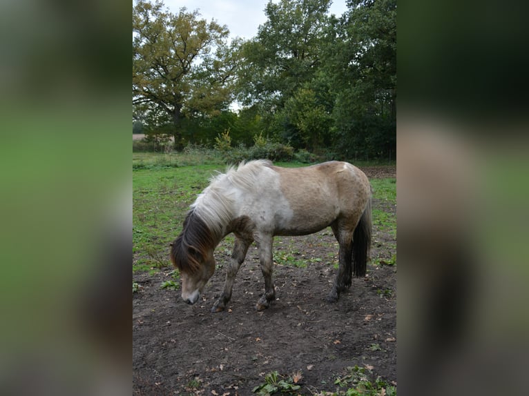 Islandpferd Hengst 3 Jahre 139 cm in Blunk