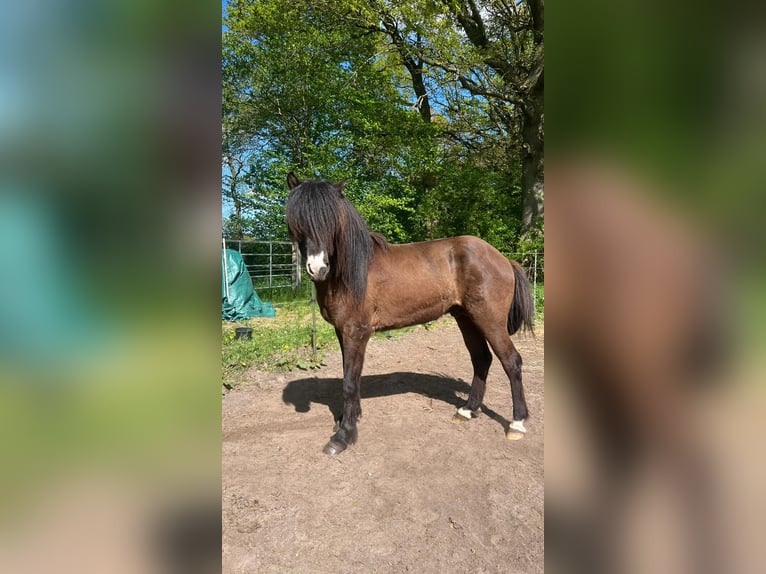 Islandpferd Hengst 3 Jahre 140 cm in Blunk