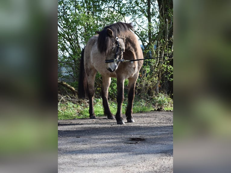 Islandpferd Hengst 3 Jahre 142 cm in NehmsBlunk