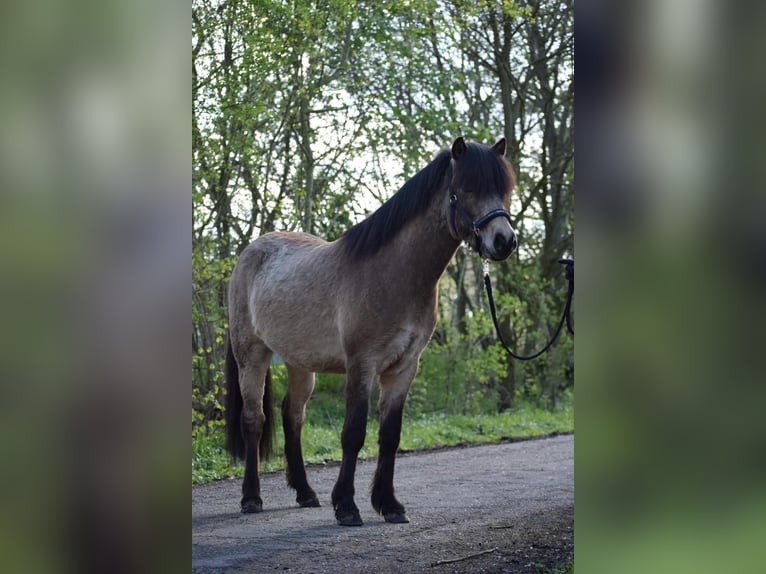 Islandpferd Hengst 3 Jahre 142 cm in NehmsBlunk