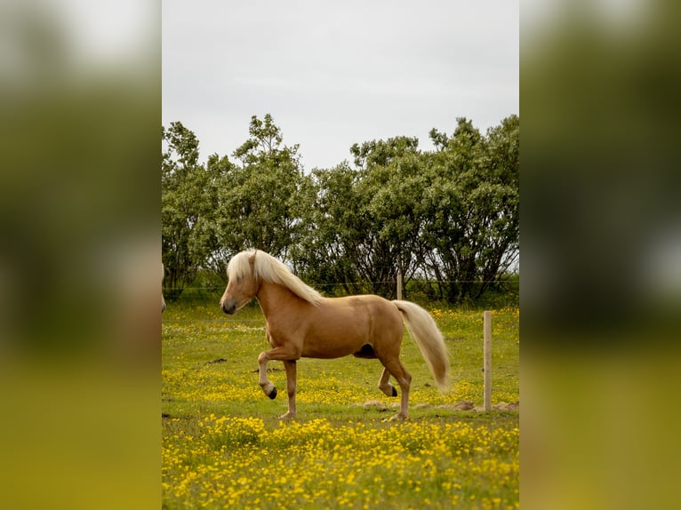 Islandpferd Hengst 3 Jahre 143 cm Palomino in Hvolsv&#xF6;llur