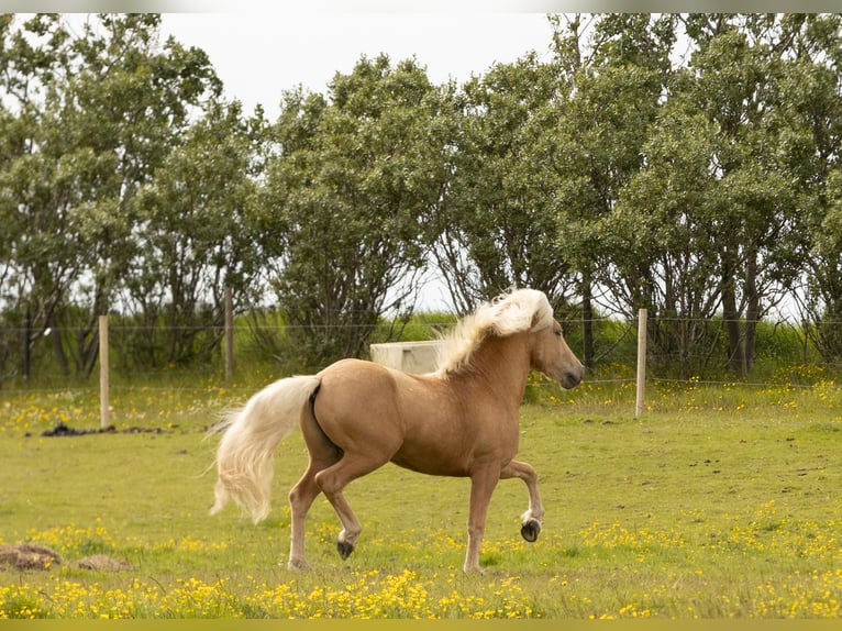 Islandpferd Hengst 3 Jahre 143 cm Palomino in Hvolsv&#xF6;llur