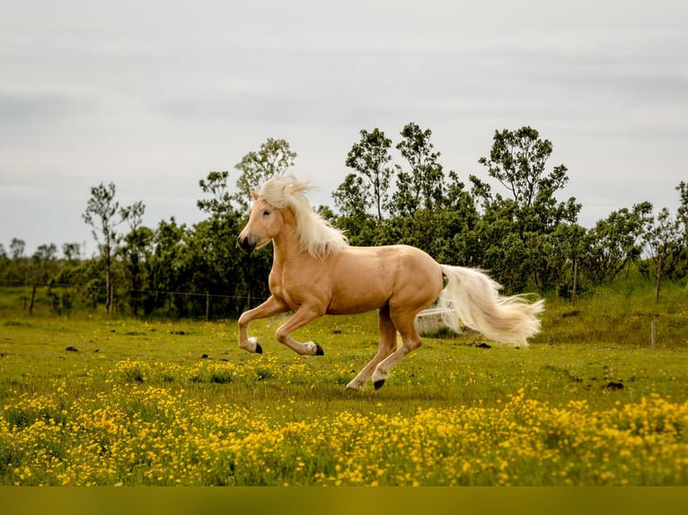 Islandpferd Hengst 3 Jahre 143 cm Palomino in Hvolsv&#xF6;llur
