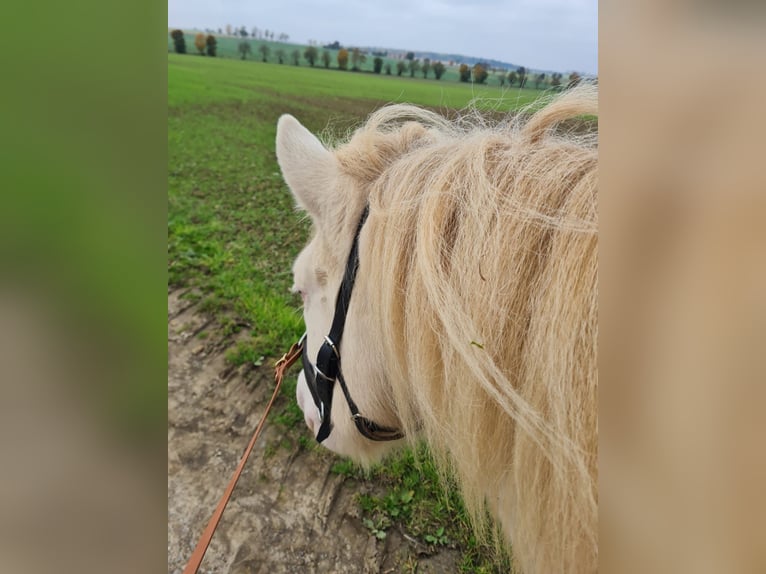 Islandpferd Hengst 3 Jahre 143 cm Schecke in Schrozberg