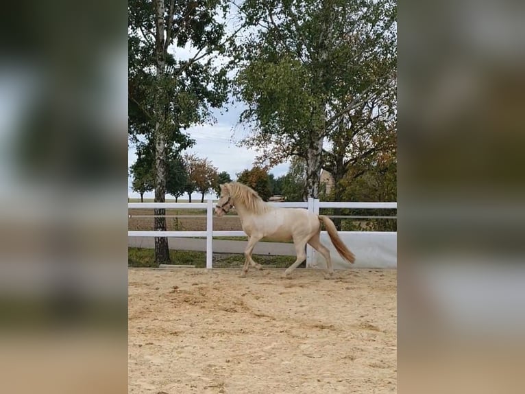 Islandpferd Hengst 3 Jahre 143 cm Schecke in Schrozberg