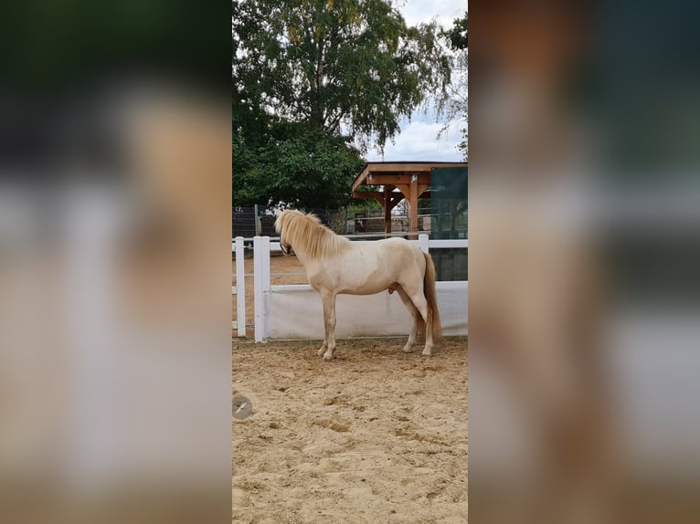 Islandpferd Hengst 3 Jahre 143 cm Schecke in Schrozberg