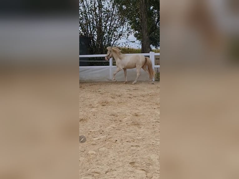 Islandpferd Hengst 3 Jahre 143 cm Schecke in Schrozberg