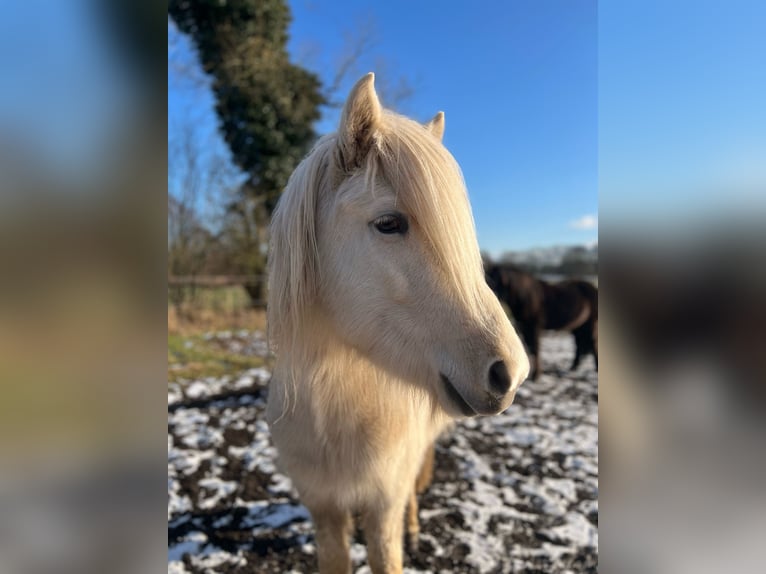 Islandpferd Hengst 3 Jahre 144 cm  in Bosau