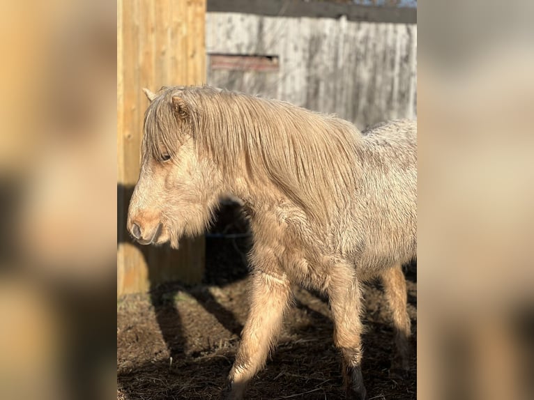 Islandpferd Hengst 3 Jahre 144 cm  in Bosau