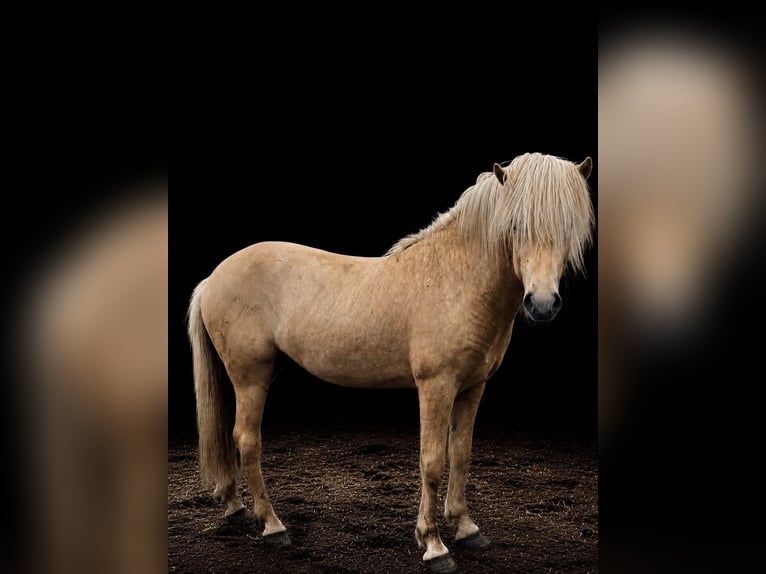 Islandpferd Hengst 3 Jahre 144 cm  in Bosau