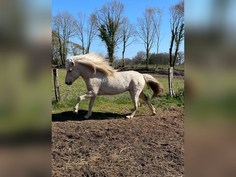 Islandpferd Hengst 3 Jahre 144 cm  in Bosau
