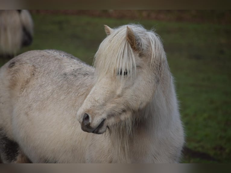 Islandpferd Hengst 3 Jahre 144 cm  in Bosau